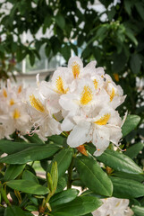 Obraz na płótnie Canvas Catawba Rhododendron Cultivar (Rhododendron catawbiense) in park