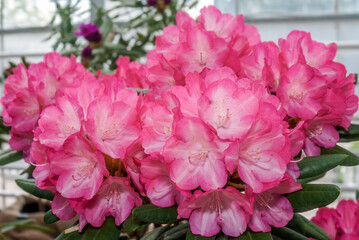 Catawba Rhododendron Cultivar (Rhododendron catawbiense) in park