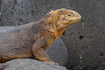Galapagos Land Iguana on rocks