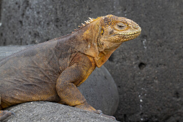 Fototapeta premium Galapagos Land Iguana on rocks