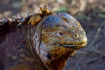 Close up of wild Galapagos Land Iguana