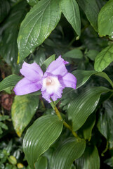 Large-flowered Sobralia (Sobralia macrantha) in Mombacho Volcano Nature Reserve, Nicaragua