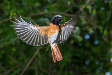 Gartenrotschwanz (Phoenicurus phoenicurus) Männchen