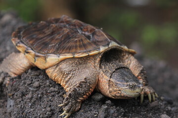 The common snapping turtle is a species of large freshwater turtle