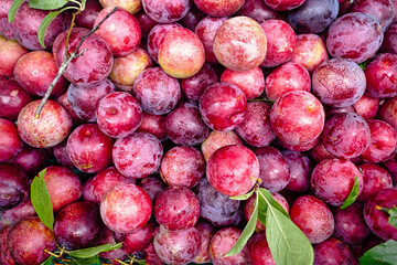 日本の甘いプラム