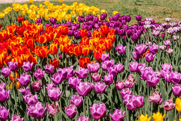 Tulip Cultivar (Tulipa hybrida) in park