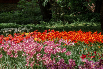 Tulip Cultivar (Tulipa hybrida) in park