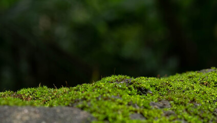 Beautiful green moss on the floor, moss closeup, macro. Beautiful background of moss for wallpaper.