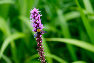 リアトリスの花とクマバチ
