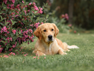 Happy smiling adorable golden retriever puppy dog sitting near   flowers in country in the garden. summer day background. Dog in park