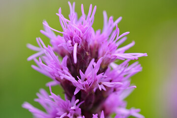 リアトリスの花（アップ）