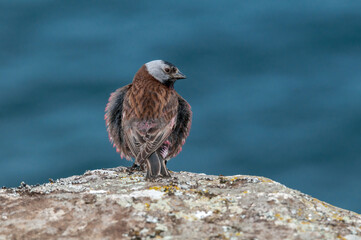 Grey-crowned Rosy-Finch (Leucosticte tephrocotis maxima) St. George Island, Pribilof Islands, Alaska, USA
