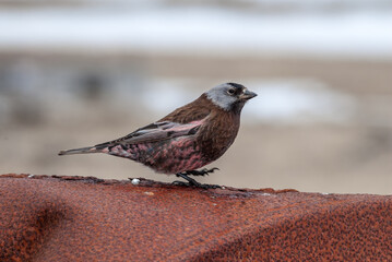 Grey-crowned Rosy-Finch (Leucosticte tephrocotis maxima) St. George Island, Pribilof Islands, Alaska, USA