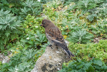 Immature Grey-crowned Rosy-Finch (Leucosticte tephrocotis maxima) St. George Island, Pribilof Islands, Alaska, USA