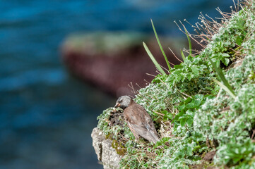 Grey-crowned Rosy-Finch (Leucosticte tephrocotis maxima) St. George Island, Pribilof Islands, Alaska, USA