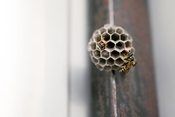 little round vespiary with a wasp close-up