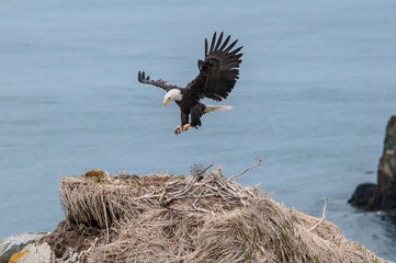 Bald Eagle (Haliaeetus leucocephalus) at nest in Chowiet Island, Semidi Islands, Alaska, USA