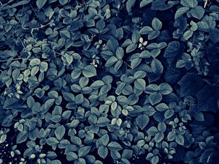 leaves background