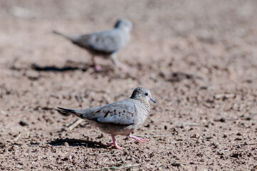 Common Ground-Dove (Columbina passerina) in Salton Sea area, Imperial Valley, California, USA