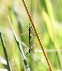 Two large mosquitoes mate in the grass