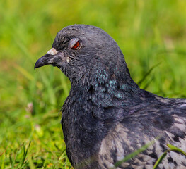 Fototapeta premium The head of a pigeon a bird with a half-closed eye