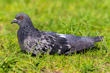 pigeon close-up in the grass