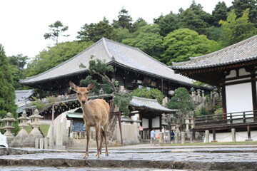 sacred deer and temple in Nara, Japan