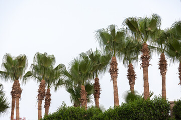 Palm trees near to the beach in Albatros Citadel, Hurghada