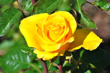 yellow rose in garden