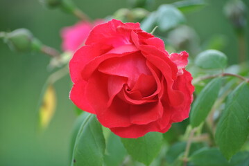 red rose in garden