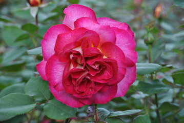 Fototapeta premium pink rose