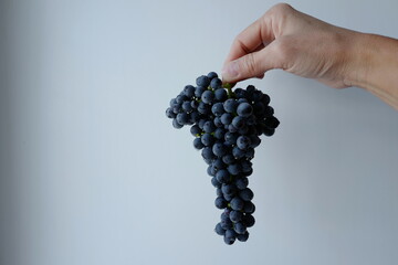A hand and a bunch of grapes. Grapes grown in Siberia. Variety ChBZ: High-yielding grape variety for the northern regions - "In memory of Dombkovskaya".