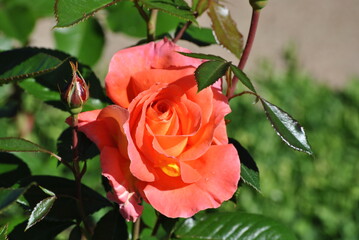 orange rose in garden