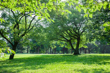 green garden
