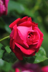 red rose in garden