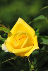 single yellow rose