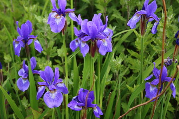 ハナショウブ（花菖蒲）