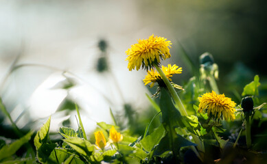 Marzycielski, artystyczny obraz żółtych kwiatów mniszka lekarskiego w ciepłe popołudniowe lato i wiosnę.
