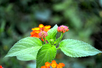 Lantana Camara Flowers in Blurred out Background