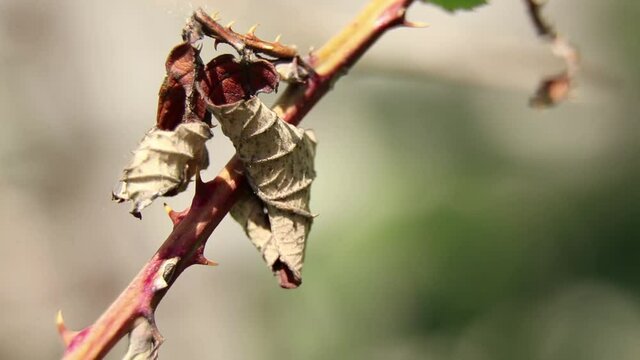 branch of roses with thorns on the street in the garden in spring in Ukraine