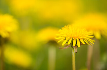 dandelion macro photo - close up nature flower