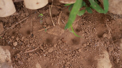 the nest of the Myrmeleontidae animal, looks circular and in the form of a hollow as a prey trap