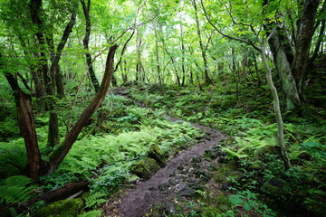 a flourishing spring forest with a path