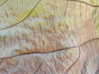 Fototapeta premium texture