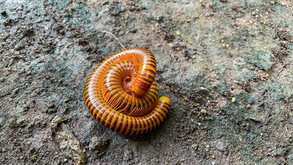 Close up millipede breeding animals on wet ground