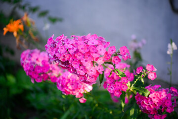 Garden phlox (Phlox paniculata), vivid summer flowers. Blooming branches of  phlox in the garden on a sunny day. Soft blurred selective focus.