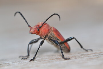 long-horned beetle, isolated 