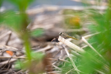 a spider on the grass