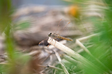 dragonfly resting on a leaf