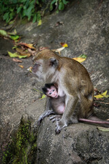 A mother monkey is feeding her baby